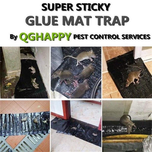 Imported Sticky Mouse & Rat Trap Sheet with Powerful Stickiness & Highly Adhesive Bond