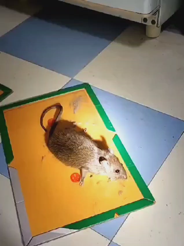 (Pack of 10) Sticky Glue Mouse Trap Book Essential Rat Catcher For Home and Dorm Cleaning